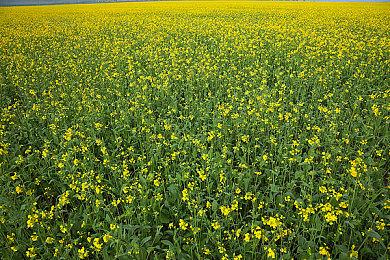 《三国志8重制版》联动动画《火凤燎原》 免费DLC上线